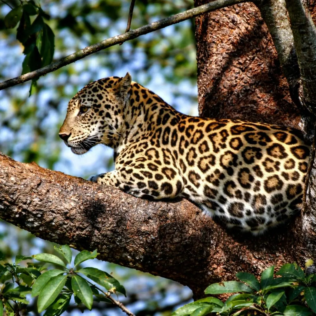 Wildlife